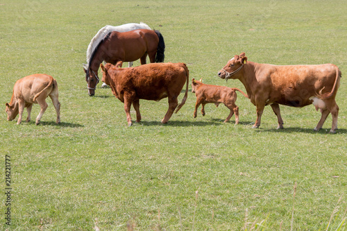 brown cows or cattle with calves and horses on pasture or meadow or paddock