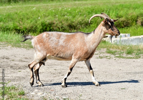Koza (goat) #214221956