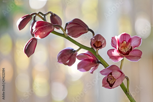 red orchid