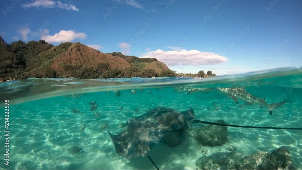 Over under sea surface with ray ,Pacific ocean, French Polynesia Over under sea surface with ray ,Pacific ocean, French Polynesia