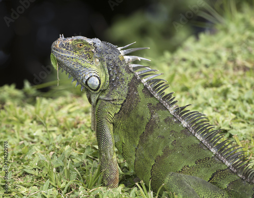 Green iguana with dark brown bands has a leaf stuck to its chin as it stands in green grass with darkened water in the background.