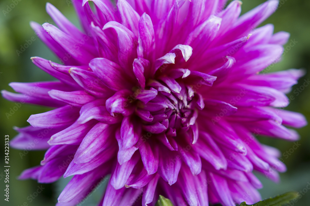 Macro picture of a flower in the summer sun. Macro picture of a flower in the summer sun.