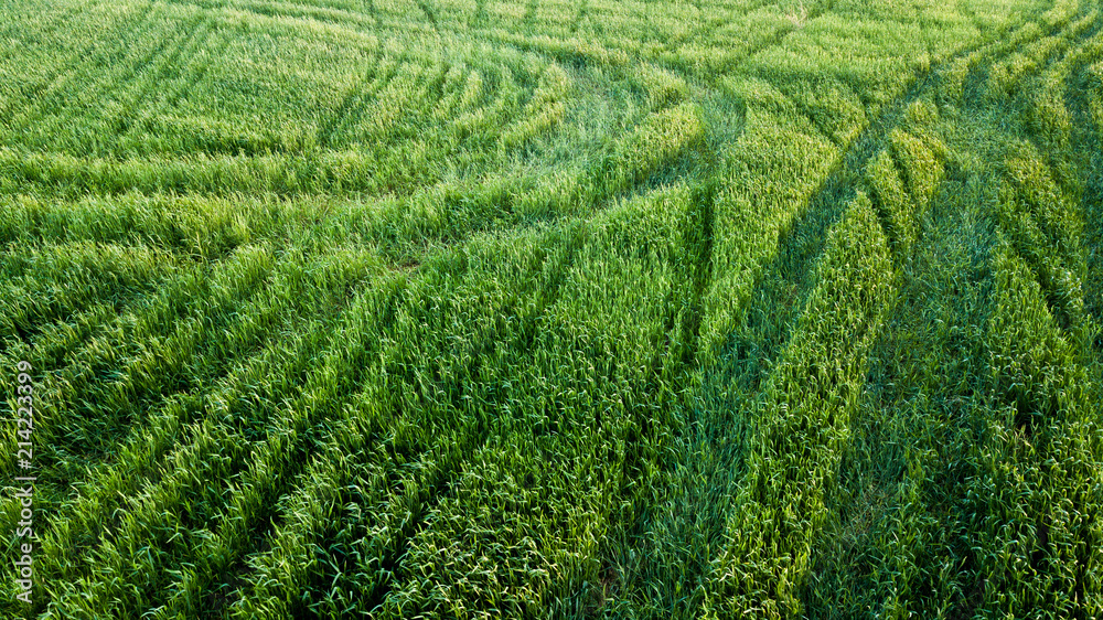 aerial view of green agricultural field with tire tracks, Cyprus