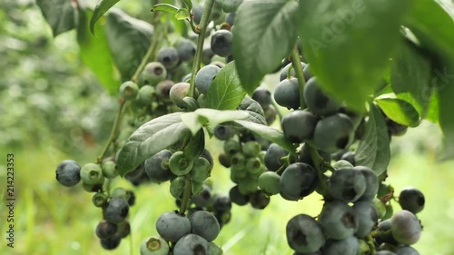 4 fresh blueberry bush full of jucy tasty big berryies of the deep violet color