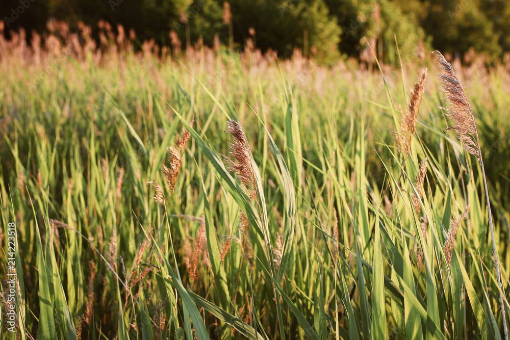 Obraz premium bulrush