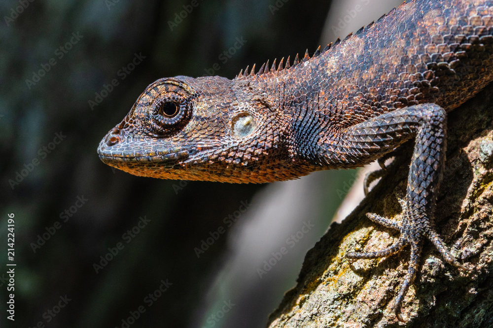 A brown Asia chameleon on the tree. A brown Asia chameleon on the tree.