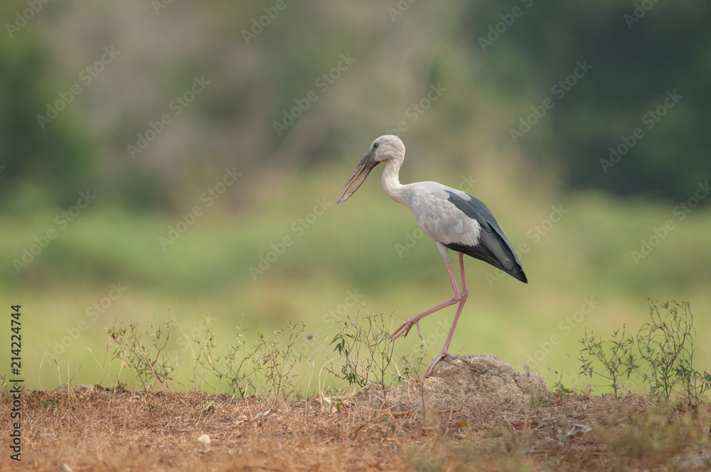 Fototapeta premium Asian openbill in the rice field