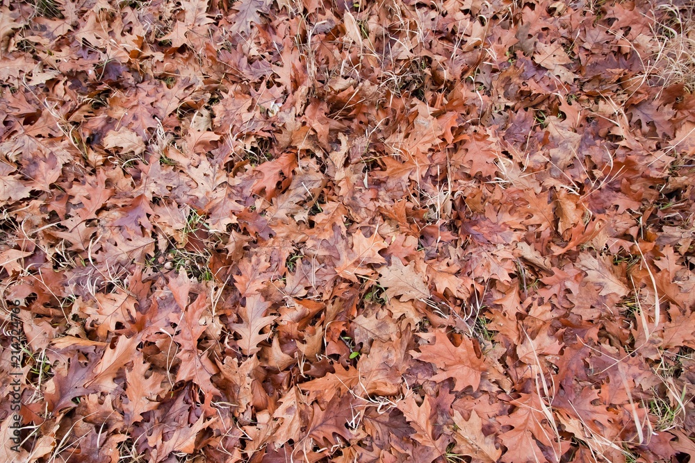 old fallen oak leaves in an autumn field, colorful background texture photo old fallen oak leaves in an autumn field, colorful background texture photo