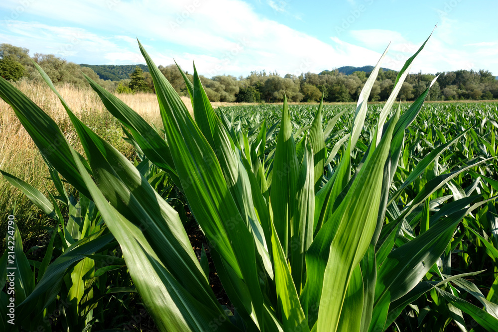 Fototapeta premium Growing corn in the field