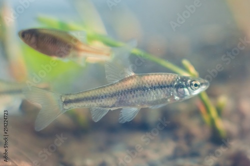 Pseudorasbora parva, stone moroko or topmouth gudgeon, freshwater fish, caught in Southern Bug river, in biotope aquarium, closeup nature photo photo