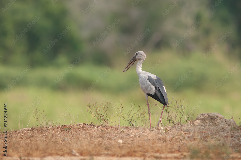 Asian openbill in the rice field