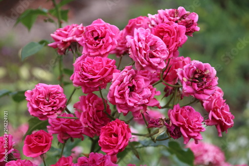 Beautiful pink rose in a garden © helga_sm