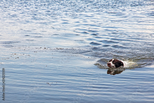 Hunting dog swim in lake.
