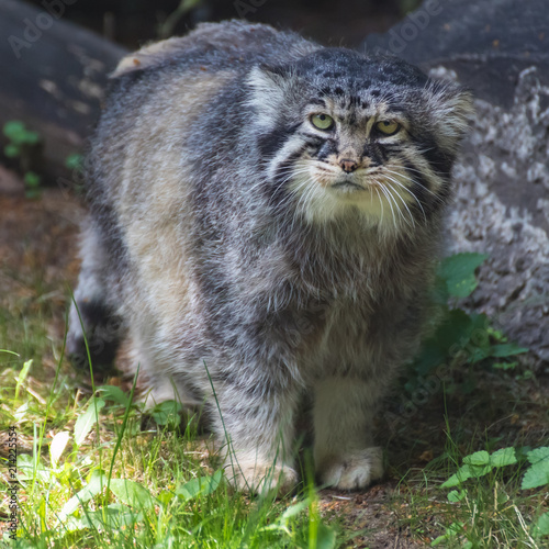 Manul — the most sluggish and slow from all the wild cats, he does not know how to run fast. 