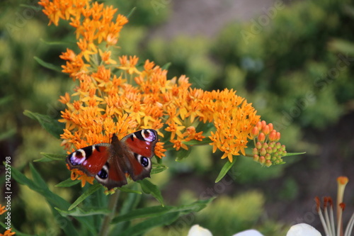 Wallpaper Mural Asclepias tuberosa on Butterfly weed. Torontodigital.ca