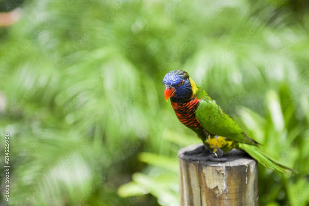 Obraz premium Lorie rainbow lorikeet parrot bird
