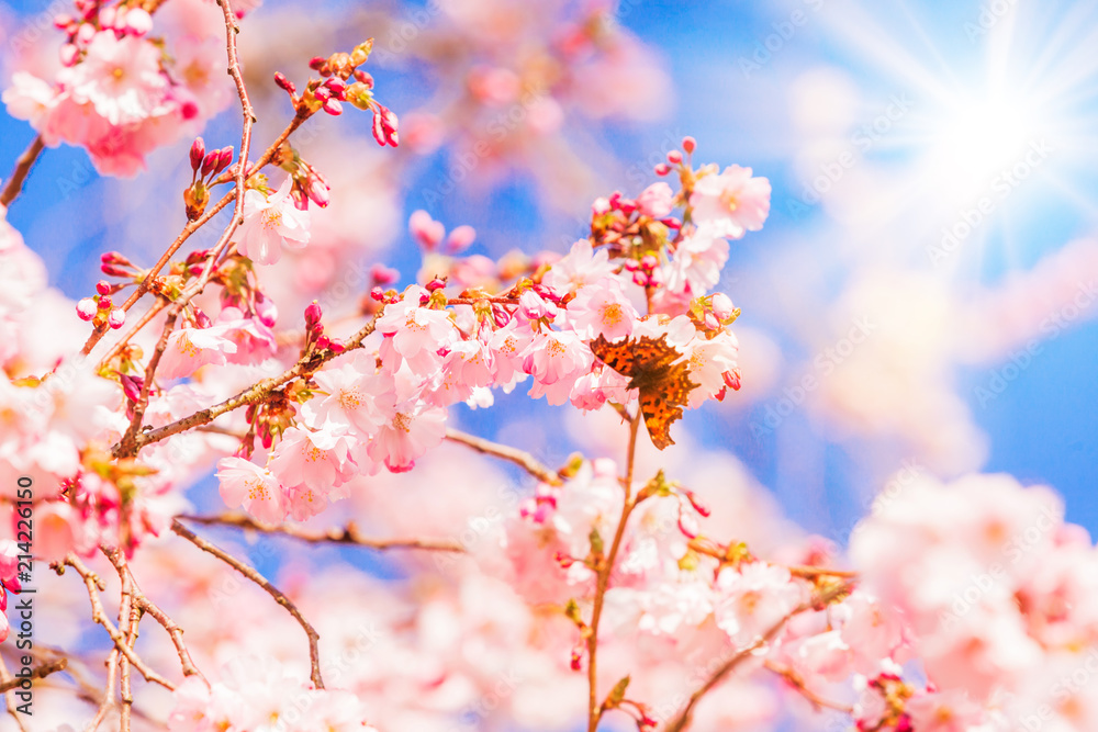 Spring Sakura Cherry Blossom.  pink blossom sukura flowers