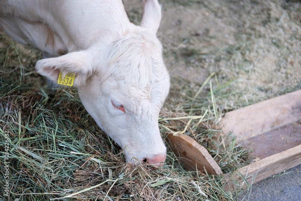 White cow eats hay on dairy farm. Feeding on animal home farm. White cow eats hay on dairy farm. Feeding on animal home farm.