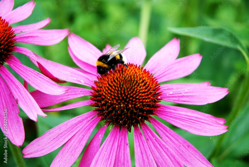 Abeille butinant un tournesol rose Abeille butinant un tournesol rose