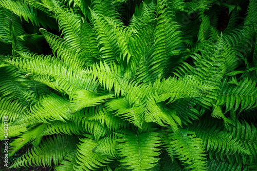 leaves background texture. green leaf