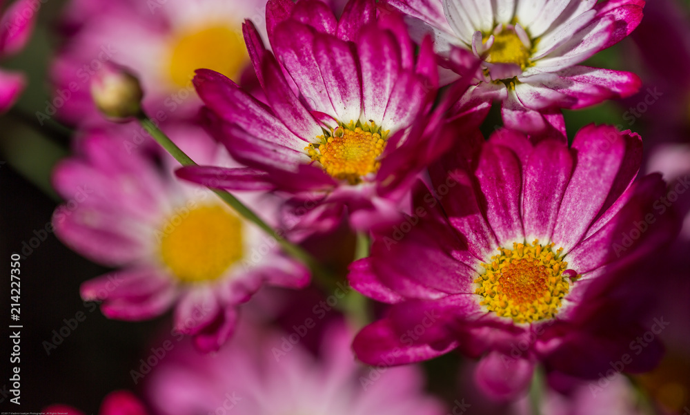 Obraz premium Daisy Flowers in Summer Garden