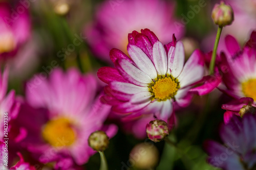 Daisy Flowers covered by water drops. Close-Up