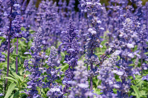 Natural flower background  Amazing nature view of purple flowers blooming in garden under sunlight at the middle of summer day Blue salvia in garden Purple.