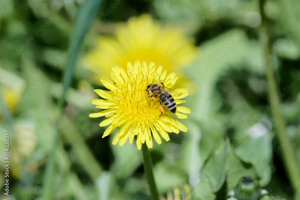 Single bee on yellow dandelion flower Single bee on yellow dandelion flower