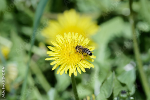 Wallpaper Mural Single bee on yellow dandelion flower Torontodigital.ca