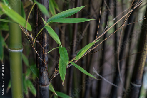 Fototapeta Naklejka Na Ścianę i Meble -  Green bamboo sprouting