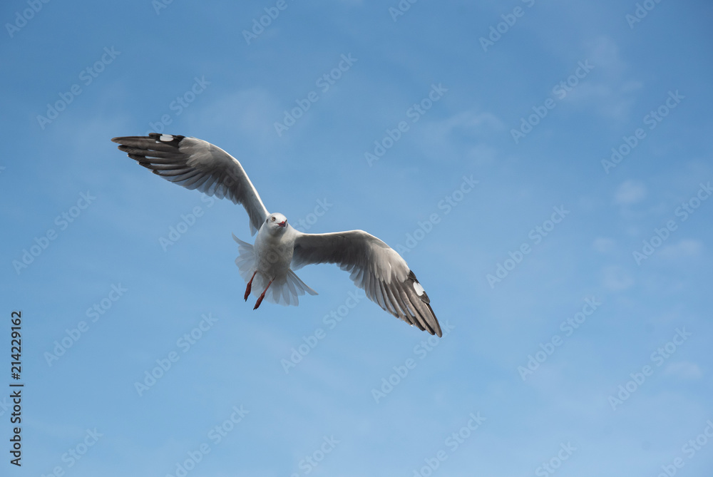 Brown-headed gull flying in the sky at Bang Poo, Samut Prakan, Thailand. Brown-headed gull flying in the sky at Bang Poo, Samut Prakan, Thailand.