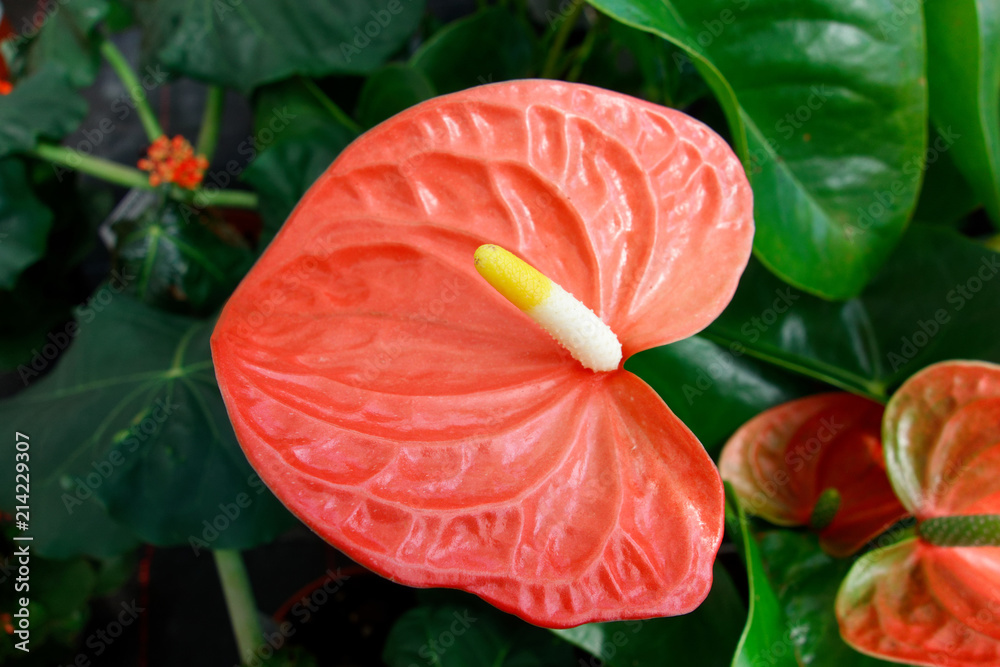 Beautiful white anthurium flower, flamingo flower. Macro photography. Beautiful white anthurium flower, flamingo flower. Macro photography.