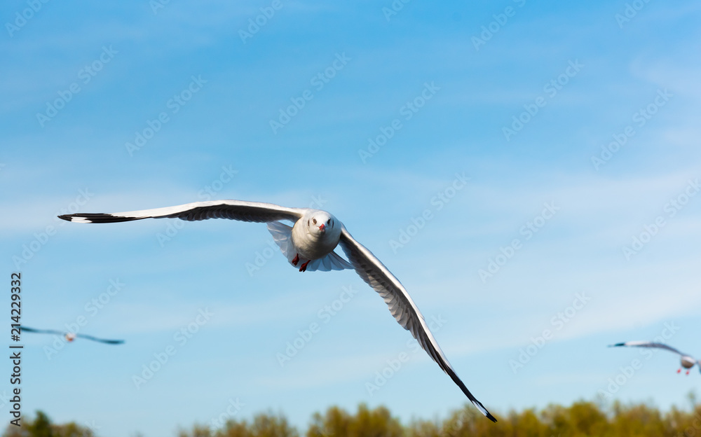 Brown-headed gull flying in the sky at Bang Poo, Samut Prakan, Thailand. Brown-headed gull flying in the sky at Bang Poo, Samut Prakan, Thailand.