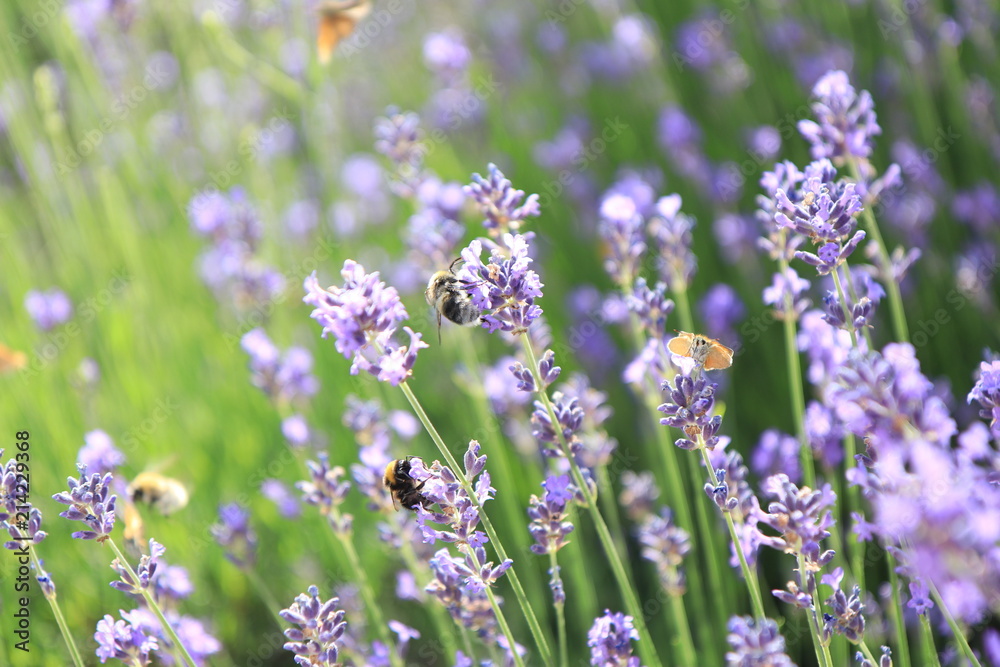 Fototapeta premium Insects in a lavender field in French Provence