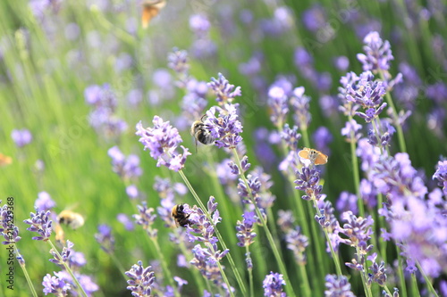 Fototapeta Naklejka Na Ścianę i Meble -  Insects in a lavender field in French Provence