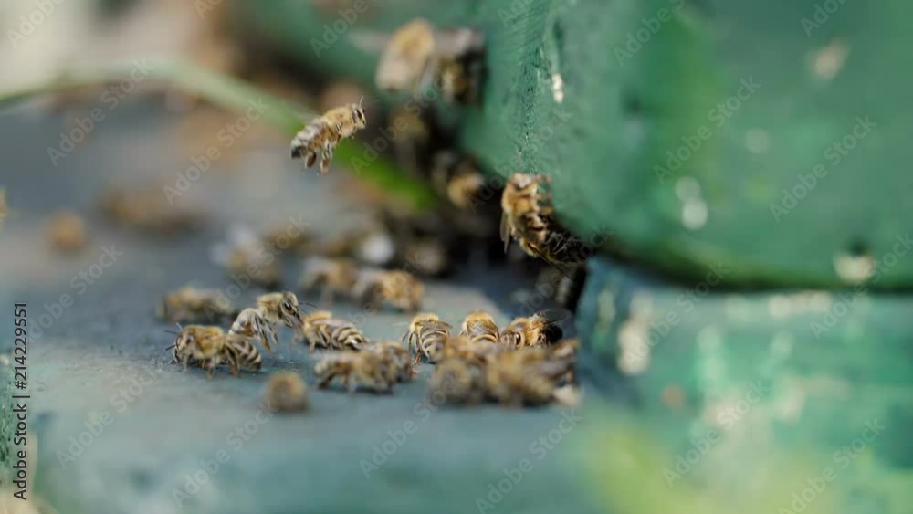 Slow motion close up shot of a bee swarm at a beehive Slow motion close up shot of a bee swarm at a beehive