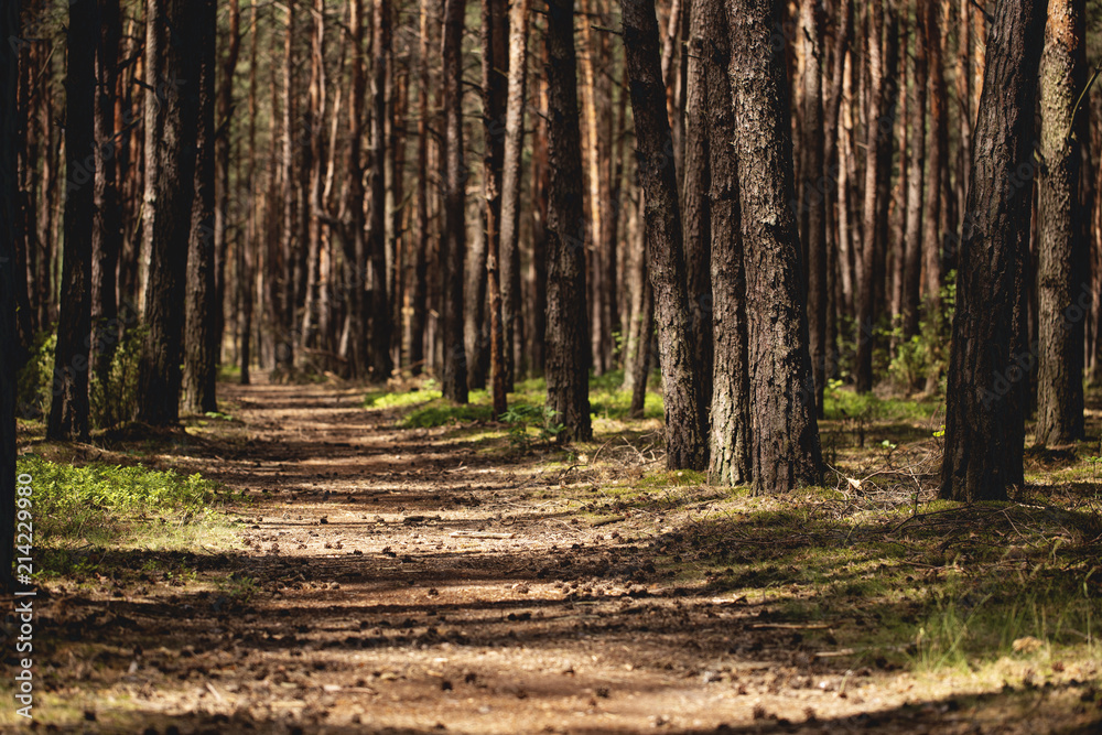 Landscape of flora. Walkway in the forest with trees and sunlight Landscape of flora. Walkway in the forest with trees and sunlight