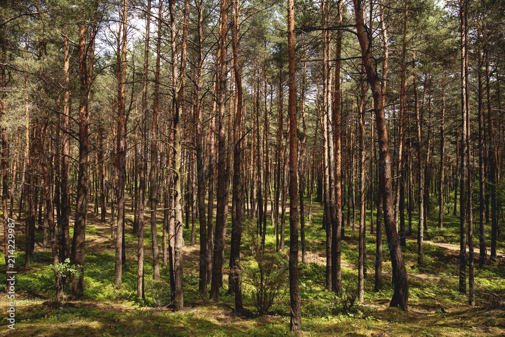 Sunlight in the forest with trees and plants. Scenery of jungle Sunlight in the forest with trees and plants. Scenery of jungle
