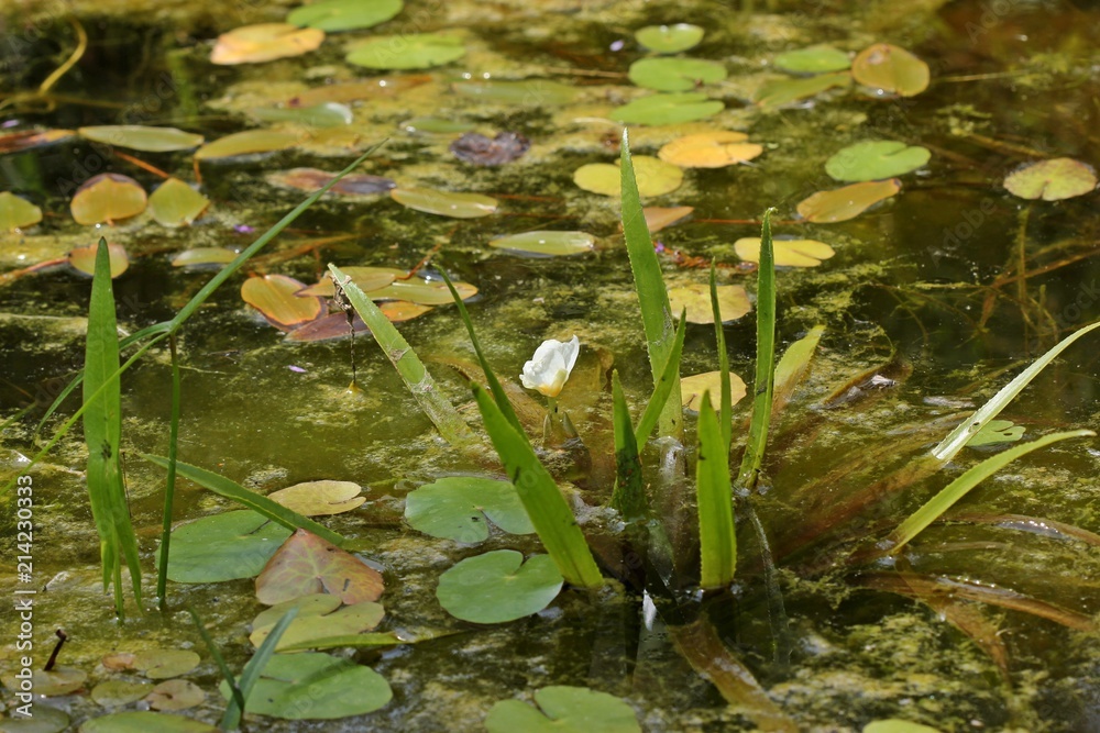 Blühende männliche Krebsschere (Stratiotes aloides) zwischen Seekanne
