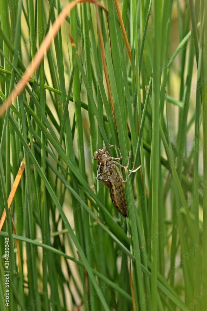 Exuvie einer Blaugrünen Mosaikjungfer (Aeshna cyanea) an Zwerg-Rohrkolben (Typha minima)
Exuvie einer Blaugrünen Mosaikjungfer (Aeshna cyanea) an Zwerg-Rohrkolben (Typha minima)