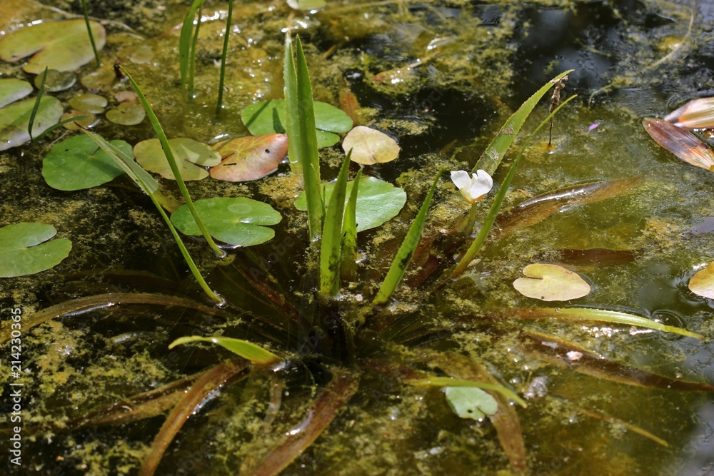 Blühende männliche Krebsschere (Stratiotes aloides) zwischen Seekanne