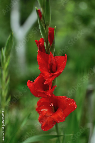 close-up of red gladiolus flowers in transparent rain drops on green blurred background