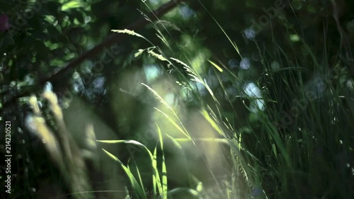 grass in the morning