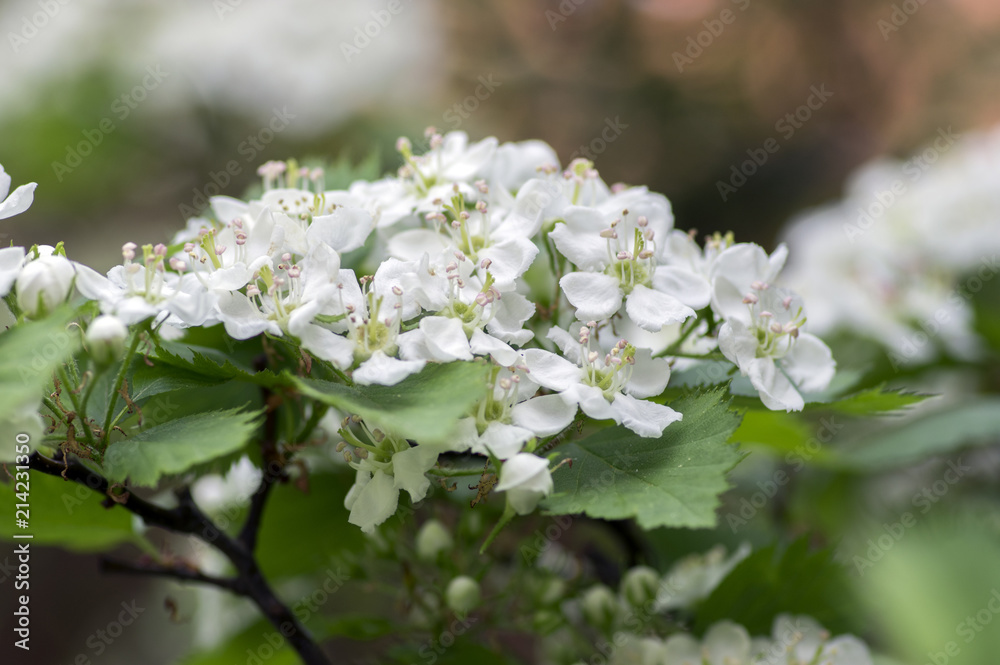 Crataegus pinnatifida ornamental flowering tree with white flowers during springtime, Chinese hawthorn hawberry in bloom