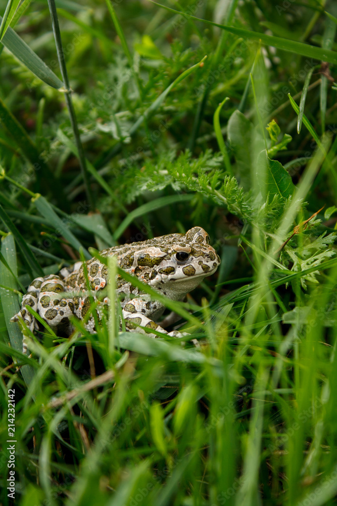 Frog in the grass after rain Frog in the grass after rain