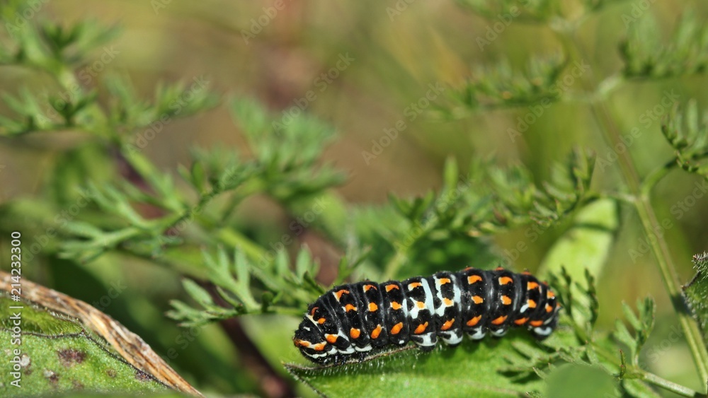 Jungraupe des Schwalbenschwanzes (Papilio machaon) Jungraupe des Schwalbenschwanzes (Papilio machaon)