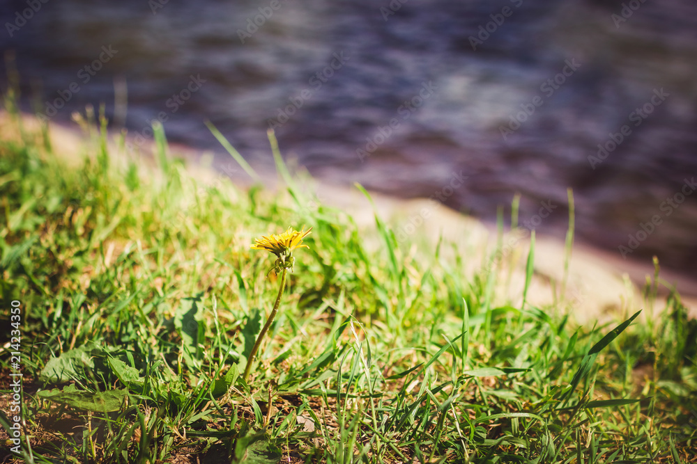 Dandelion flower on green grass with water on background Dandelion flower on green grass with water on background