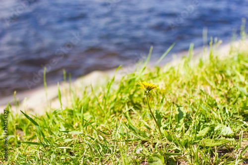 Fototapeta Naklejka Na Ścianę i Meble -  Dandelion flower on green grass with water on background