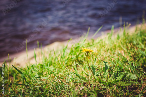 Fototapeta Naklejka Na Ścianę i Meble -  Dandelion flower on green grass with water on background