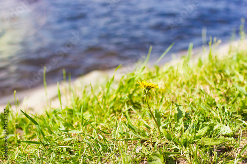 Fototapeta Naklejka Na Ścianę i Meble -  Dandelion flower on green grass with water on background